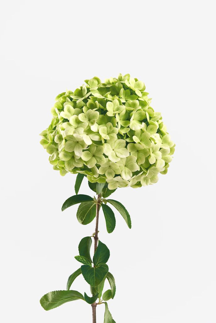 Floral Editorial