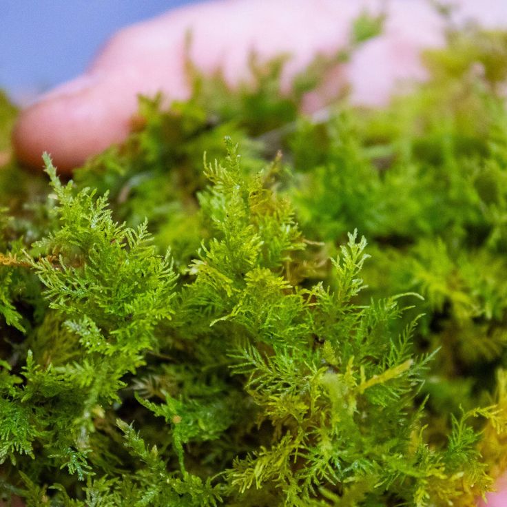 Cushion Moss Panel No. 2