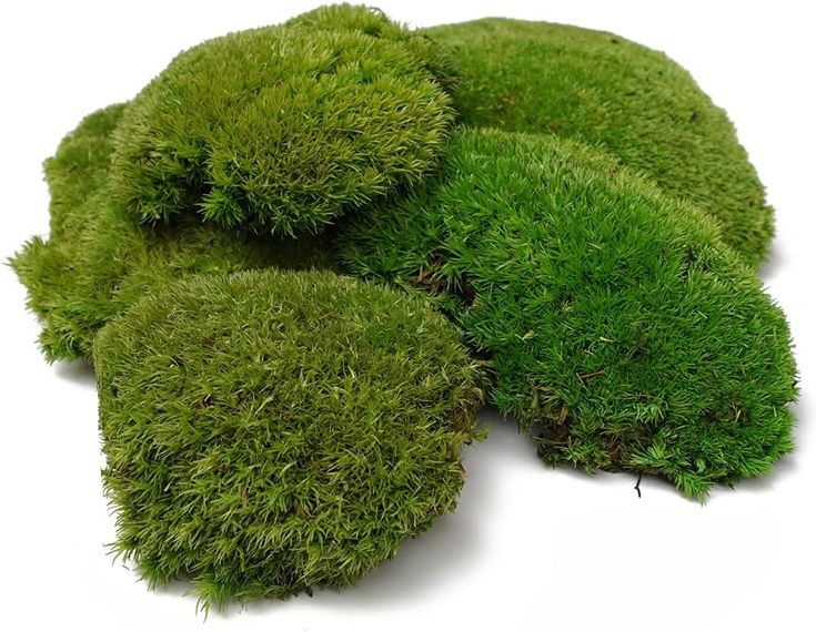 Living Walls